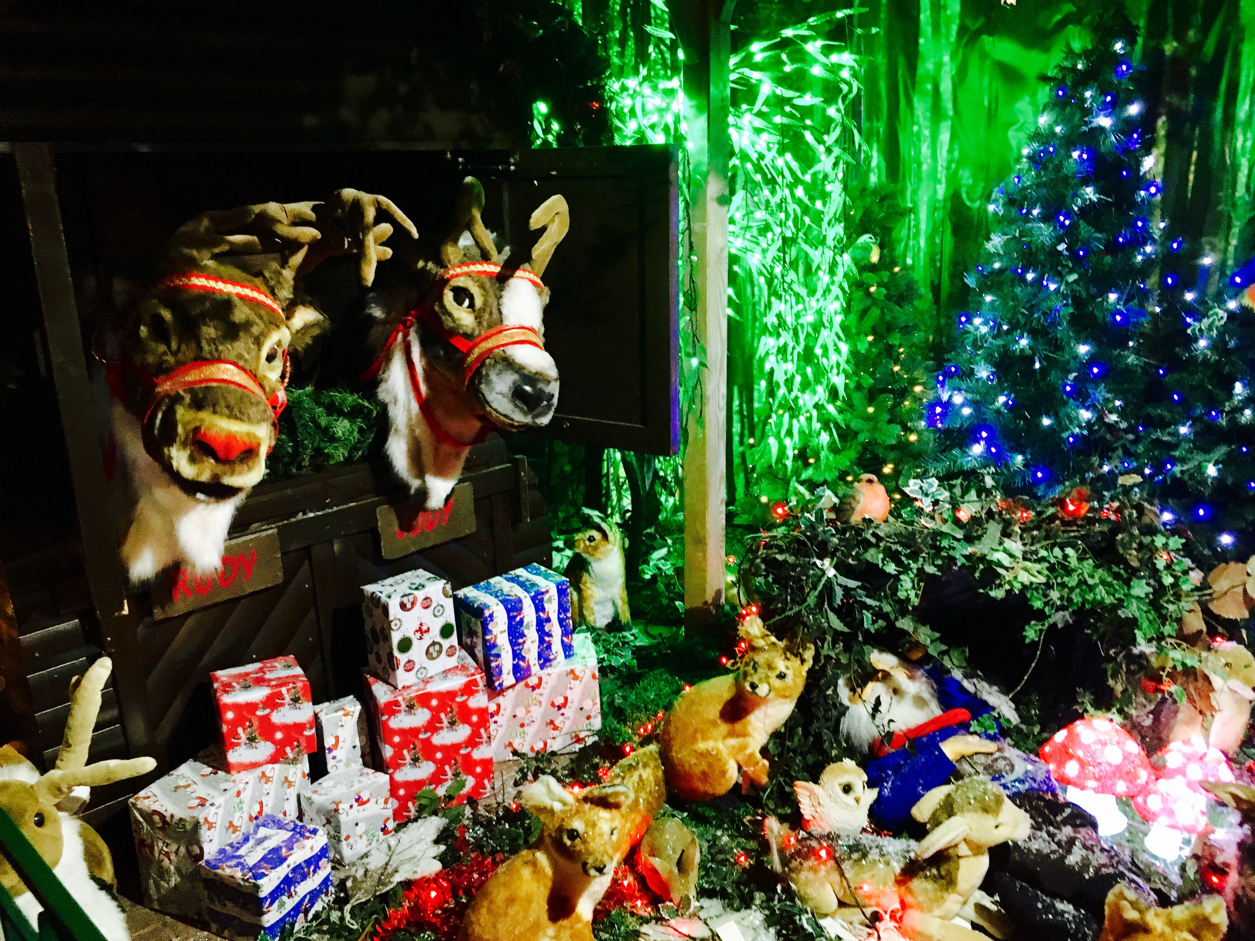 Christmas at Otter Nurseries in pictures Exploring Exeter and