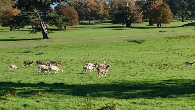 Our day at Powderham Castle's 'Festival of Frights' #DevonBloggerSquad