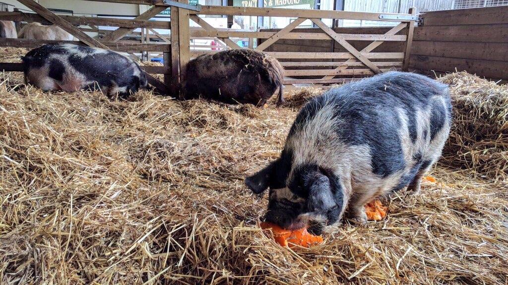 Halloween at World of country life for the #DevonBloggerSquad, pic by steph walker for exploring exeter