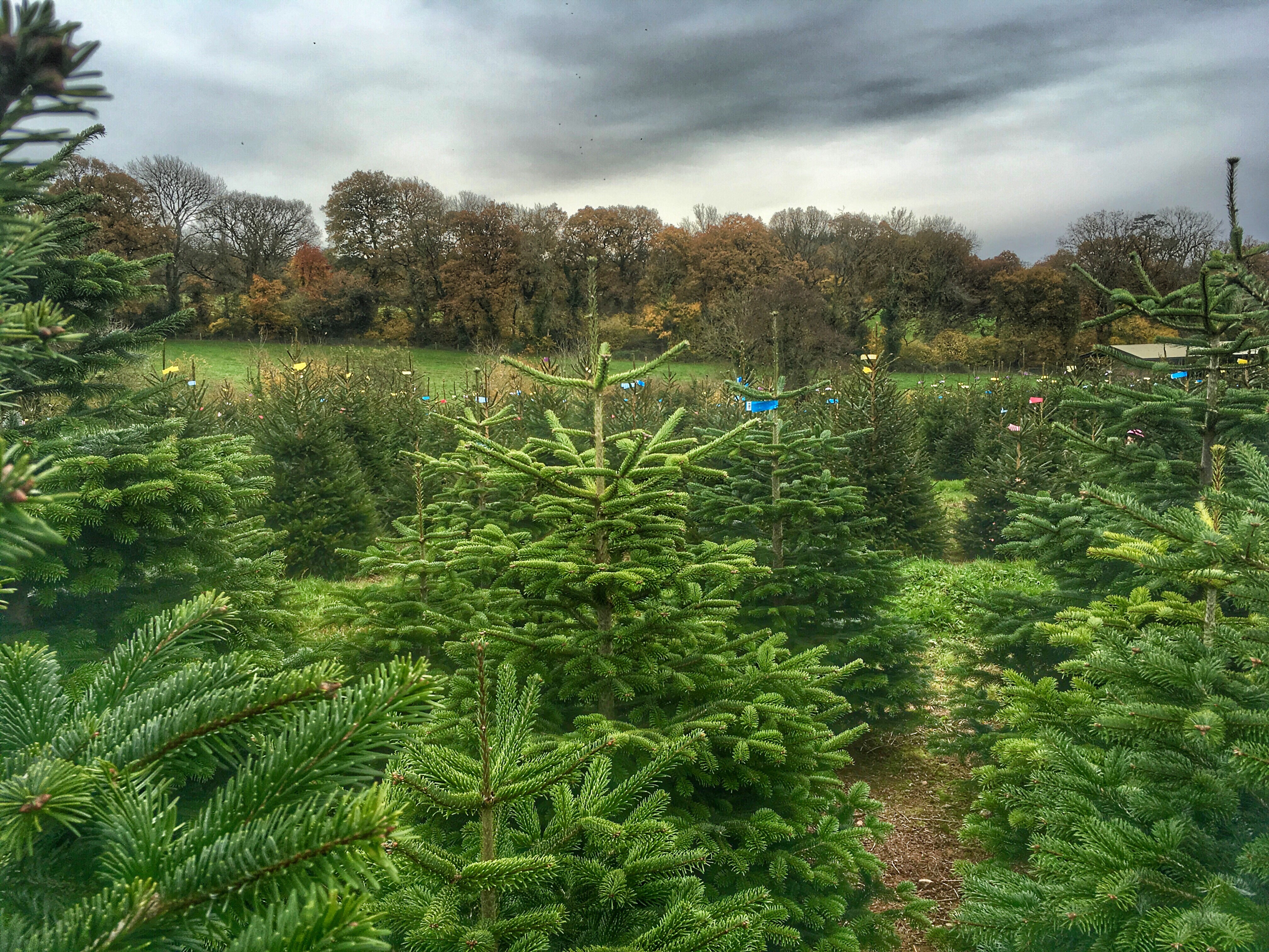Christmas is coming! Christmas tree hunting at Cotley Farm. Exploring Exeter 2017