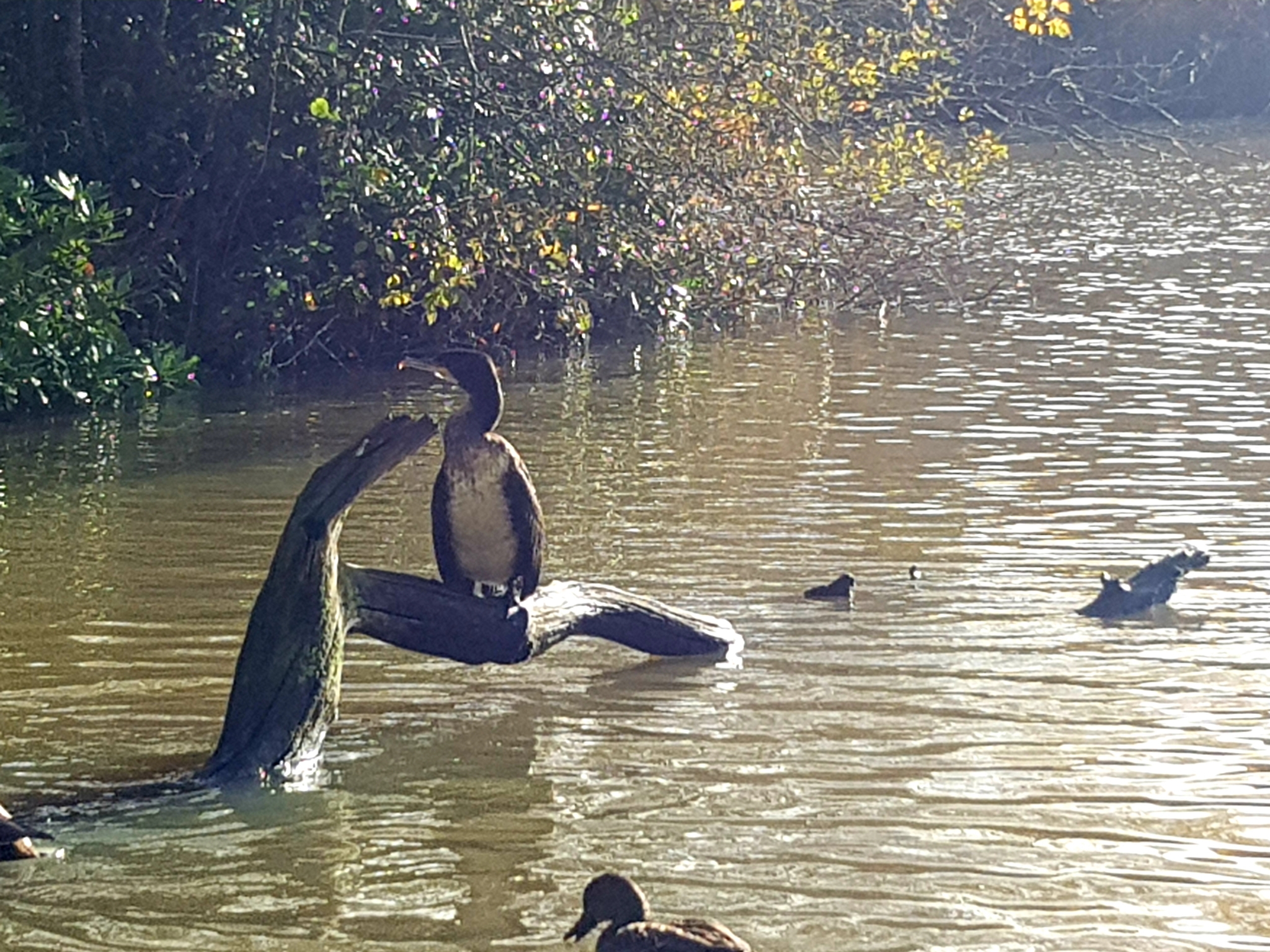 Wildlife Walks at Stover Country Park Nature Reserve, Newton Abbot