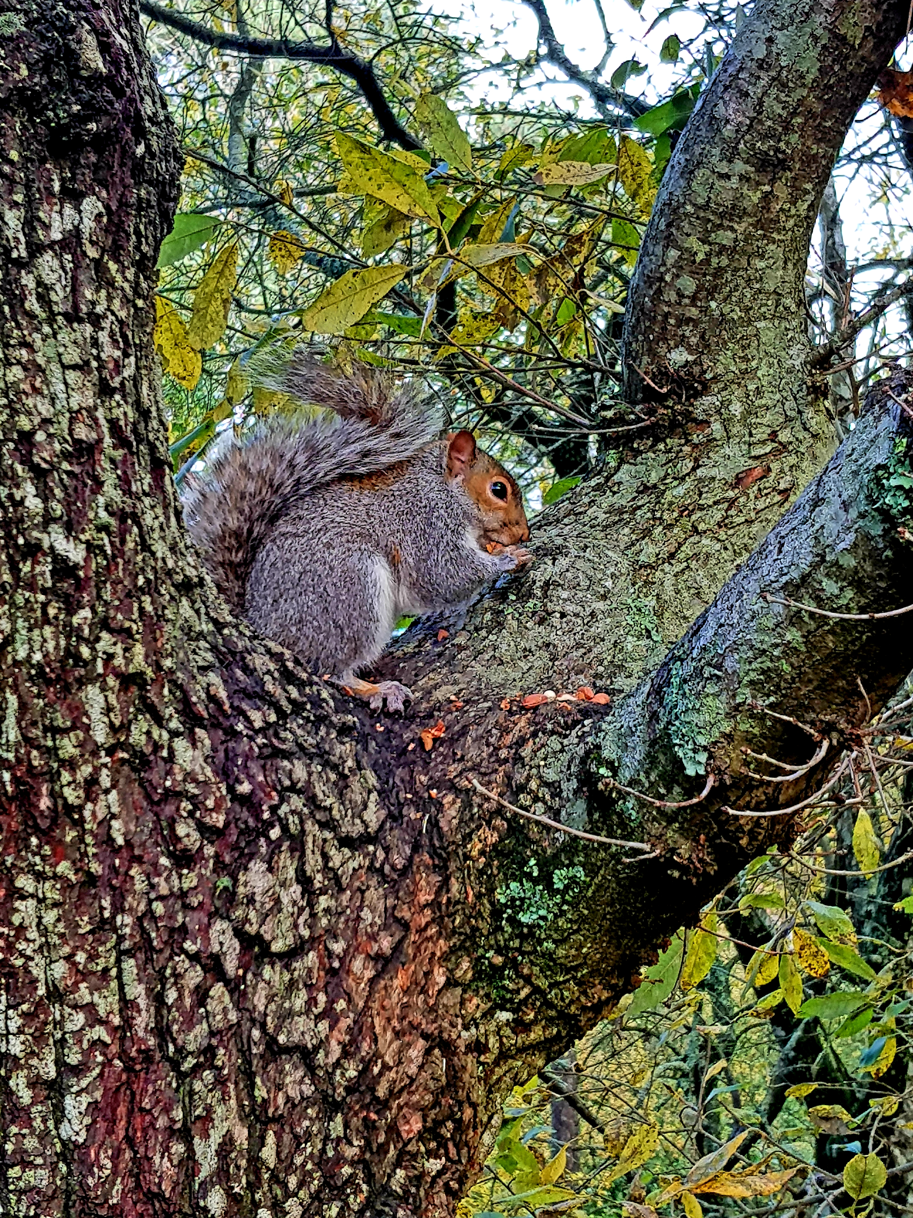 Wildlife Walks at Stover Country Park Nature Reserve, Newton Abbot