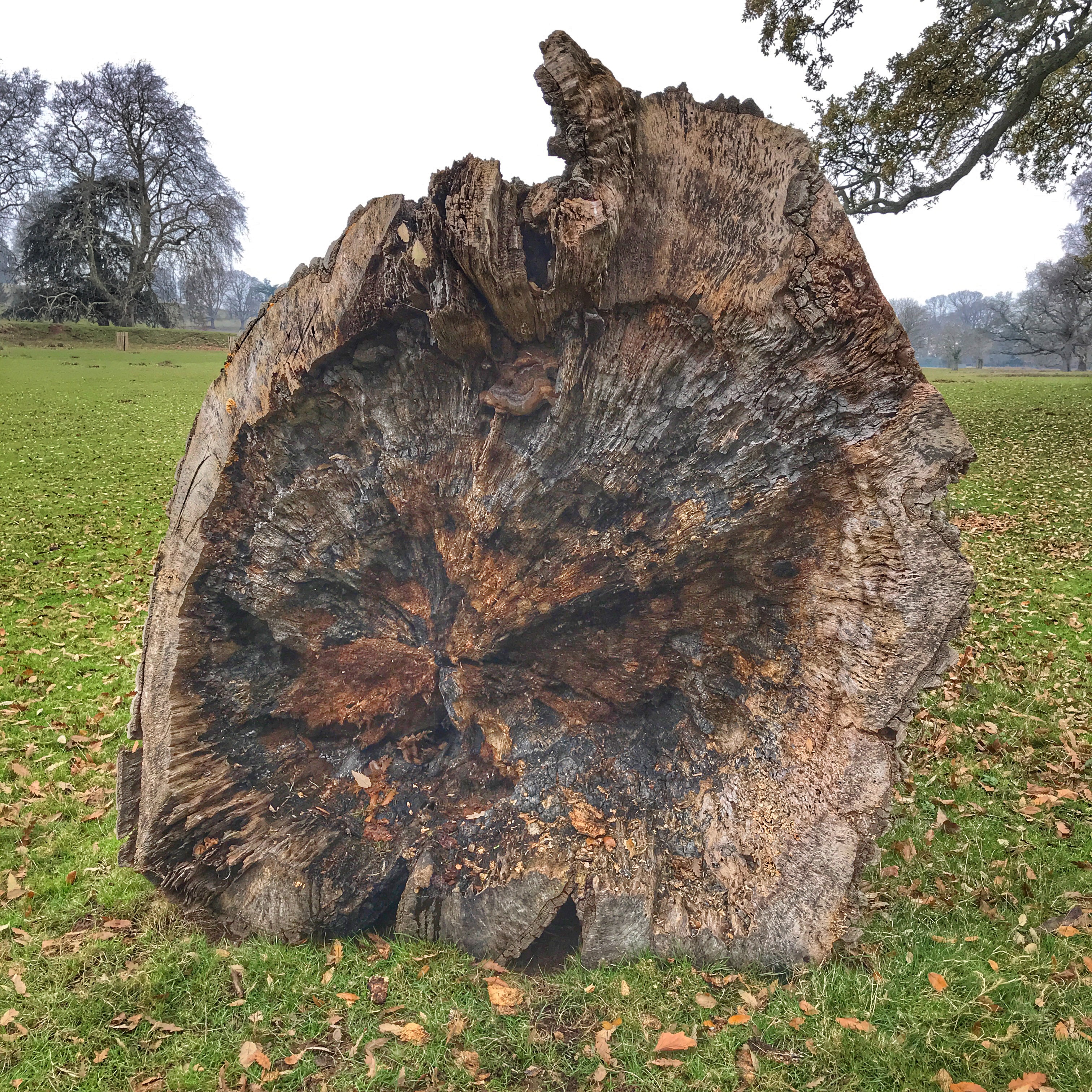 A magical day in Devon of yoga retreat and tree hugging at Powderham Castle, exploring exeter 2019