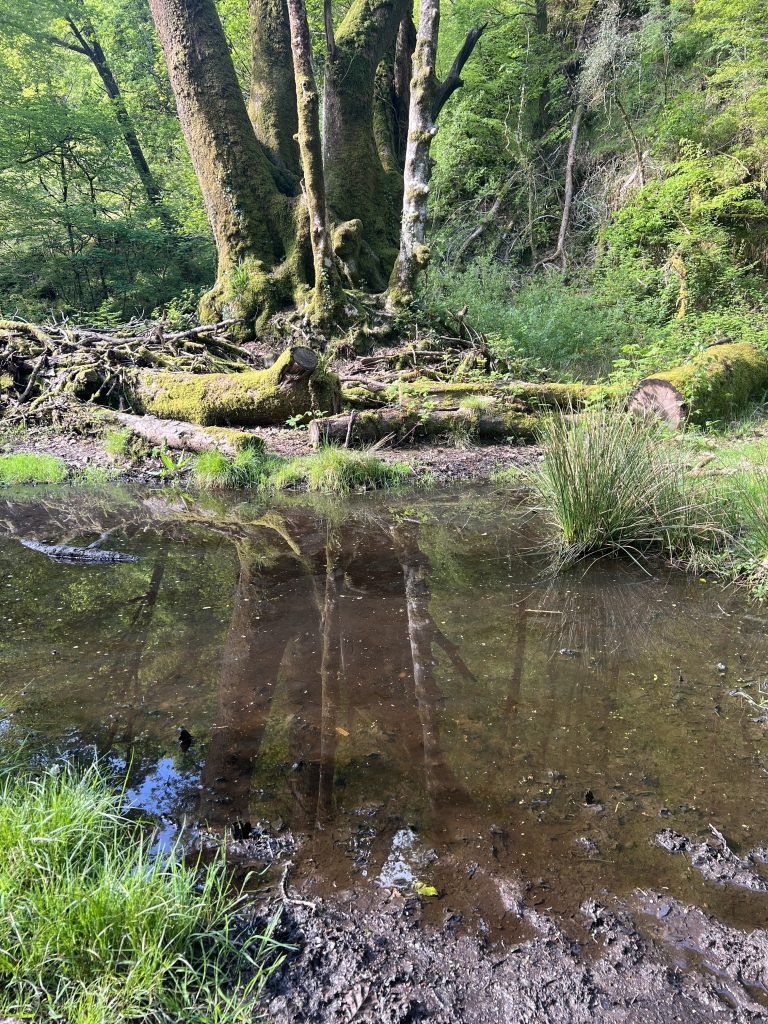 The walk to Sharrah Pool on Dartmoor