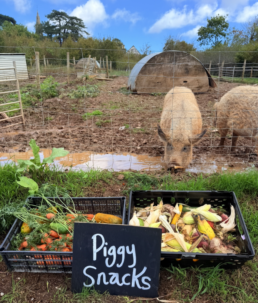Piggies at ANRÁN
