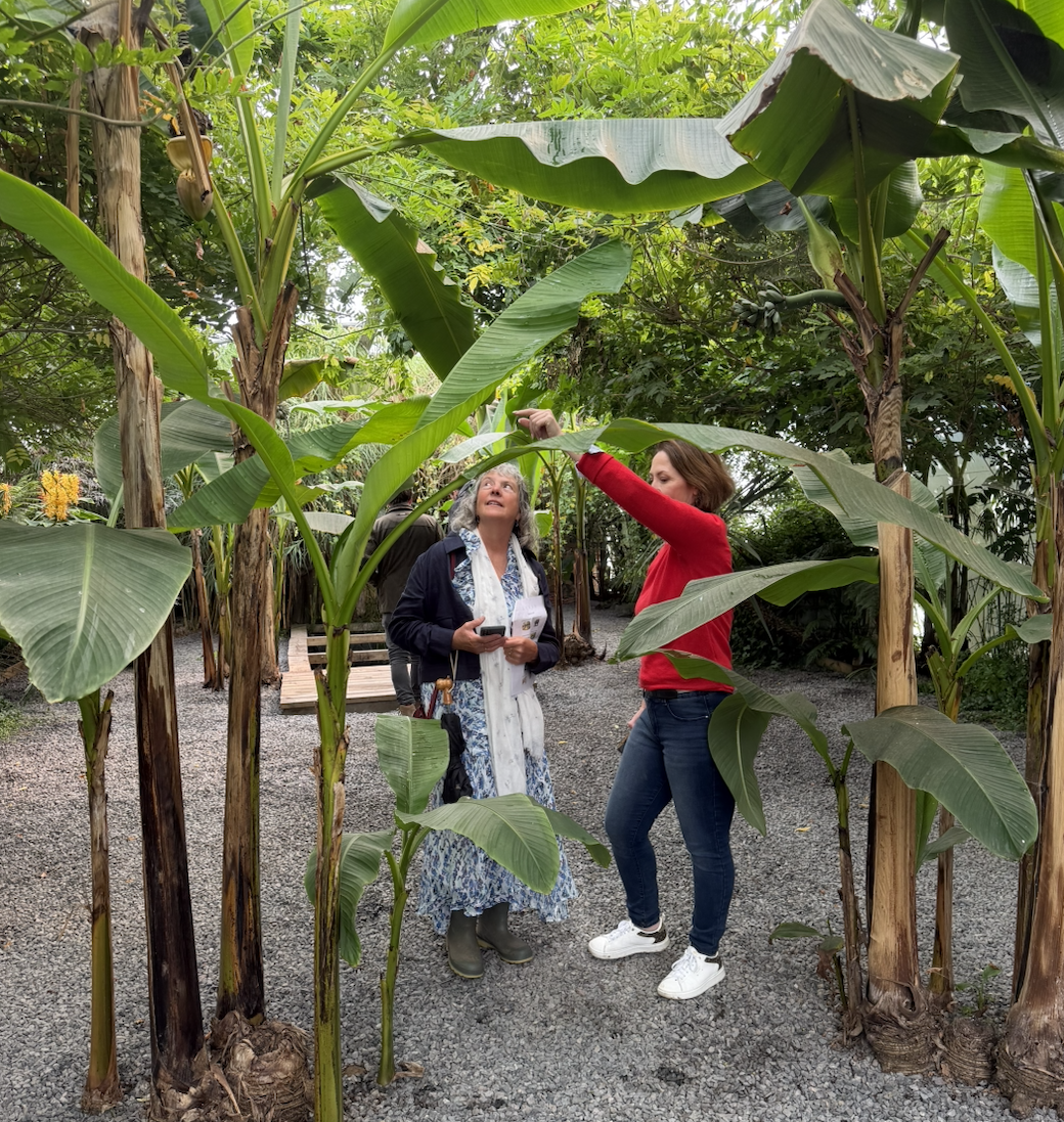 Banana plants at ANRÁN