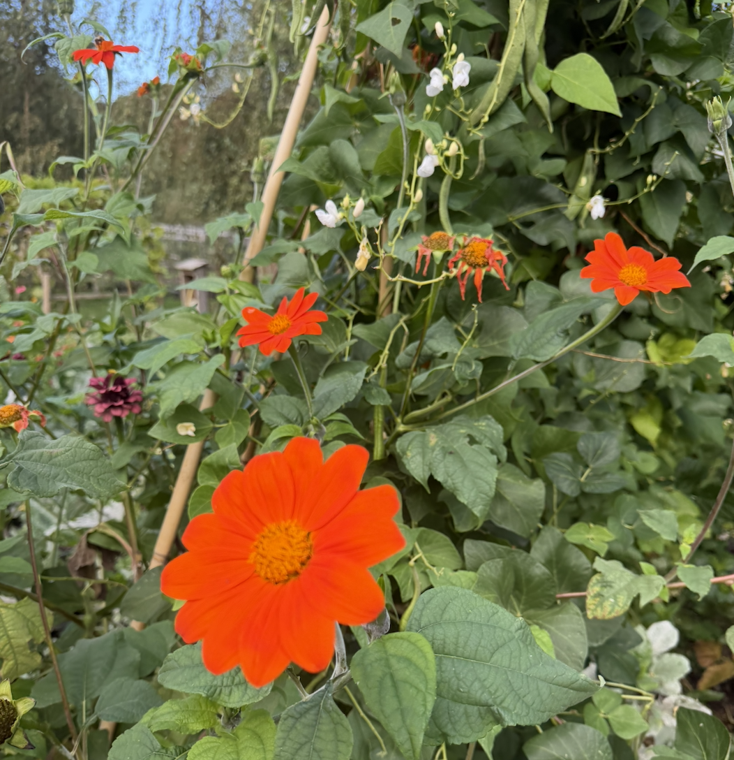 The garden at ANRÁN